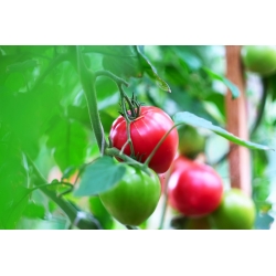 Tomato "Pink Wonder" - raspberry, greenhouse variety - 7 seeds
