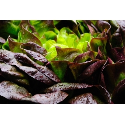 Roșie salată verde "Rosemarry" - 900 de semințe - Lactuca sativa L. var. capitata 