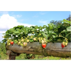 Strawberry "Rainbow treasure F1" - 5 biji - Fragaria ×ananassa - benih