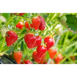 Strawberry "Rainbow treasure F1" - 5 seeds
