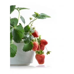 Strawberry "Rainbow treasure F1" - 5 biji - Fragaria ×ananassa - benih
