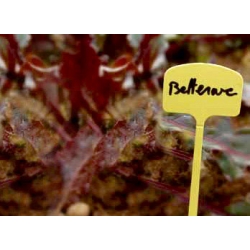 Etichete pentru plante 12,5 cm - 10 bucăți - 
