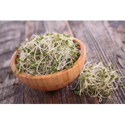 BIO - Sprouts - zaden - Broccoli - 3000 zaden - Brassica oleracea L. var. italica Plenck