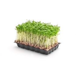 Crescione dei giardini - BIO - 13500 semi - Lepidium sativum