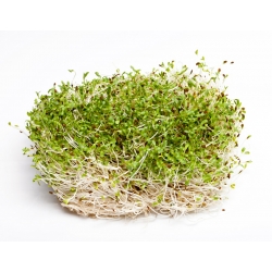 BIO - Alfalfa sprouting seeds - benih organik yang disahkan; Lucerne - Medicago sativa