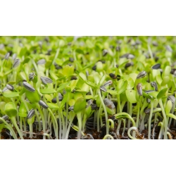 BIO - Sunflower sprouting seeds - certified organic seeds