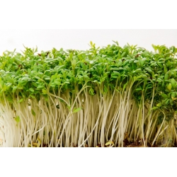 BIO - biji Bittercress yang tumbuh - benih organik bersertifikat; Cardamine - 13500 biji - Lepidium sativum 