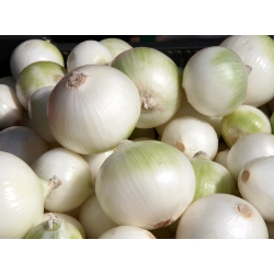 BIO - Бял зимен лук "Tonda Musona" - сертифицирани биологични семена - 500 семена - Allium cepa L.