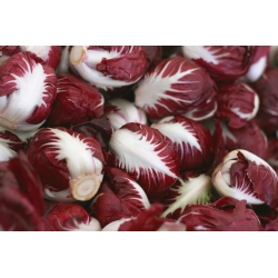 BIO - Radicchio "Palla rossa 3" - certificeret økologiske frø; Cikorie - 360 frø - Cichorium intybus
