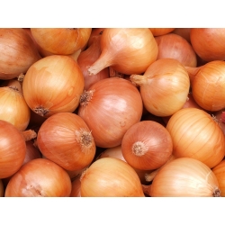 BIO - Onion "Density 5" - certified organic seeds - 500 seeds