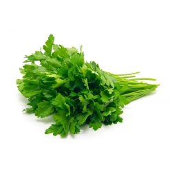 BIO - Leaf parsley "Commun 2" - certified organic seeds - 3000 seeds