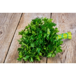 BIO - Leaf parsley "Commun 2" - certified organic seeds - 3000 seeds