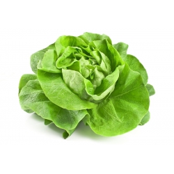 BIO - Lettuce "Queen of May" - benih organik yang diperakui - 450 biji - Lactuca sativa L. var. Capitata