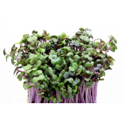 БИО - Семе проклијавања црвеног купуса - сертификовано органско семе - 2700 семена - Brassica oleracea,convar. capitata,var. rubra.