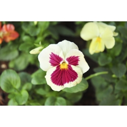 Pansy vườn hoa lớn - màu trắng với đốm hồng - 240 hạt - Viola x wittrockiana 