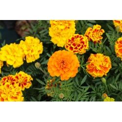 Home Garden - French marigold "Bonanza Series" - for indoor and balcony cultivation - 175 seeds