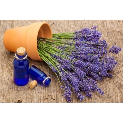 Rumah Garden - Lavender "Munstead Strain" - untuk penanaman dalaman dan balkoni; lavender sempit, lavender taman, lavender Inggeris - 200 biji - Lavandula angustifolia - benih