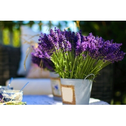Home Garden - Lavender "Munstead Strain" - voor binnen- en balkoncultuur; smalbladige lavendel, tuinlavendel, Engelse lavendel - 200 zaden - Lavandula angustifolia