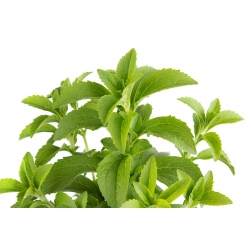 Home Garden - Candyleaf "Sweetheart" - untuk penanaman dalaman dan balkoni - 24 biji - Stevia rebaudiana - benih