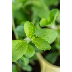 Home Garden - Candyleaf "Sweetheart" - til indendørs og balkon dyrkning - 24 frø - Stevia rebaudiana