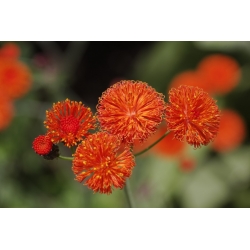 Tasselflower, pualele - vermillion gėlių galvos - 130 sėklų - Emilia coccinea - sėklos