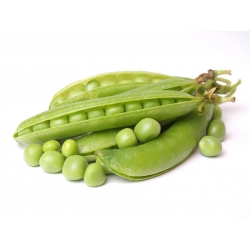 Pea "Boogie" - intensely green, with long tendrils