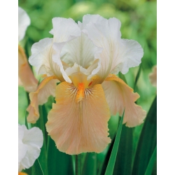 아이리스 germanica 축제 스커트 - bulb / tuber / root - Iris germanica