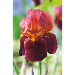 Iris germanica Queeche - цибулина / бульба / корінь