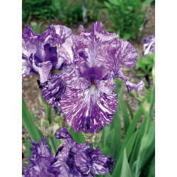 Iris germanica蜡染布 - 洋葱/块茎/根