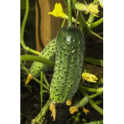 Cucumber "Bravo" - for cultivation under covers - premium variety seeds for everyone - 20 seeds