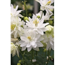 Aquilegia vulgaris - White Barlow