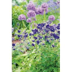 Aquilegia, Columbine, Granny's Bonnet Blue Barlow - květinové cibulky / hlíza / kořen - Aquilegia vulgaris