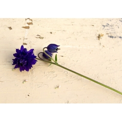 Aquilegia vulgaris - Blue Barlow