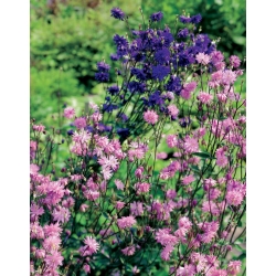 Aquilegia, Columbine, Granny's Bonnet Pink Barlow - květinové cibulky / hlíza / kořen - Aquilegia vulgaris