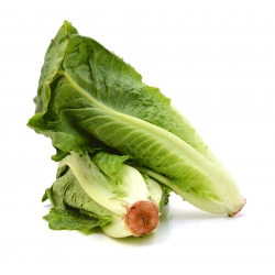 Romaine lettuce "Livia"