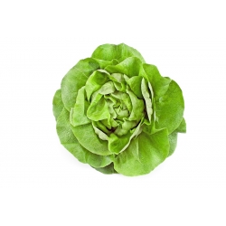 Greenhouse lettuce "Anielka" - 140 seeds