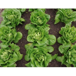 Зелена салата "Аниелка" - 140 семена - Lactuca sativa L. var. Capitata