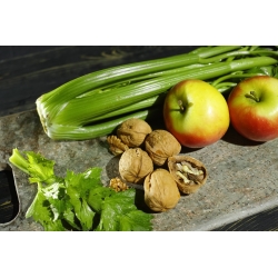 Saderi "Plein Blanc Pascal" - jelas hijau, terbaik untuk sup - 2600 biji - Apium graveolens - benih