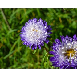 Asters Chinensis - Ruckley Supreme - 500 frø - Callistephus chinensis