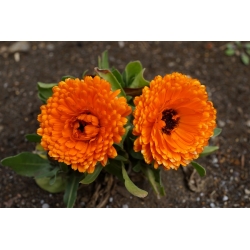 Home Garden - Marigold Pot "Bon Bon" - para cultivo en interiores y balcones - 240 semillas - Calendula officinalis