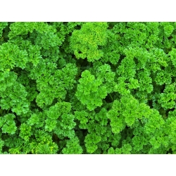Ana Sayfa Bahçe - Yaprak maydanoz çeşidi - İç ve dış mekan yetiştiriciliği için - 3000 tohum - Petroselinum crispum  - tohumlar