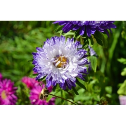 Asters Chinensis - Ruckley Supreme - 500 frø - Callistephus chinensis