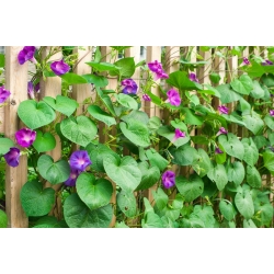 Home Garden - Picotee morning glory "Early Call" - for indoor and balcony cultivation; ivy morning glory, japanese morning glory - 40 seeds