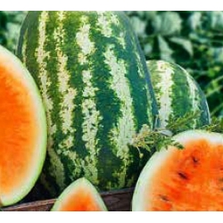 Watermelon "Orangeglo" - orange variety