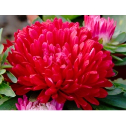 Red tall peony aster - 500 seeds