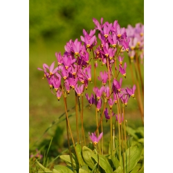 Dodecatheon, Shooting Star Pink - bulb / tuber / root - Dodecatheon meadia