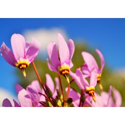 Dodecatheon, Shooting Star Pink - bulb / tuber / root - Dodecatheon meadia