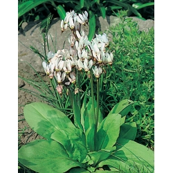  Dodecatheon meadia - wit