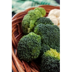 Broccoli "Sebastian" - early variety for spring and autumn growing - 300 seeds