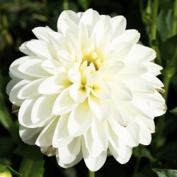 Dahlia Bílá - květinové cibulky / hlíza / kořen